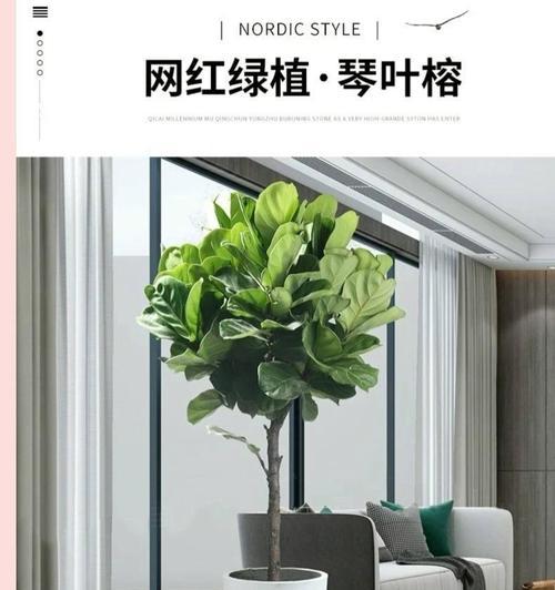 琴叶榕的花语是什么意思？它有什么象征意义？