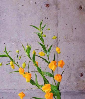 白色宫灯百合花语是什么？它象征着什么？