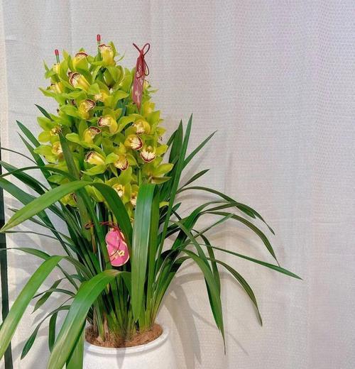 大花慧兰不同颜色的花语是什么？它们各自有何寓意？