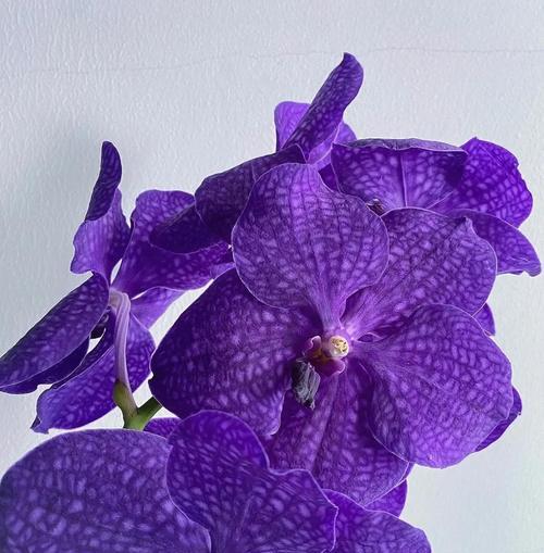 哪种花象征默默无闻的爱？它的花语是什么？