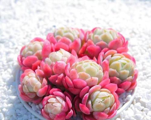 红稚莲的花语是什么？它表达了哪些情感？