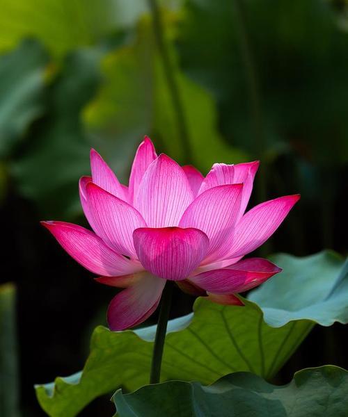 各种颜色的莲花花语？不同颜色的莲花有何不同含义？
