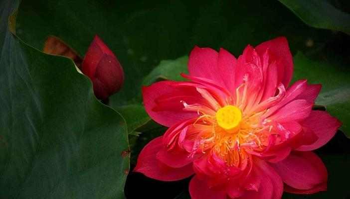 各种颜色的莲花花语？不同颜色的莲花有何不同含义？