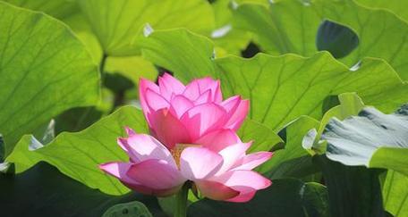 各种颜色的莲花花语？不同颜色的莲花有何不同含义？