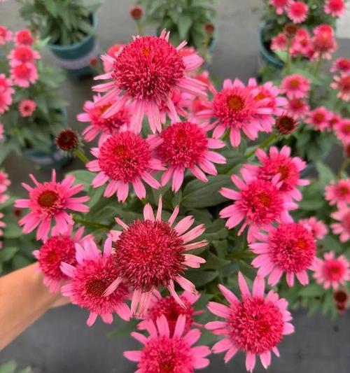 松果菊的花语好不好？它传递了怎样的信息？
