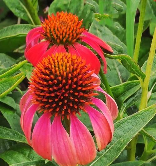 松果菊的花语好不好？它传递了怎样的信息？