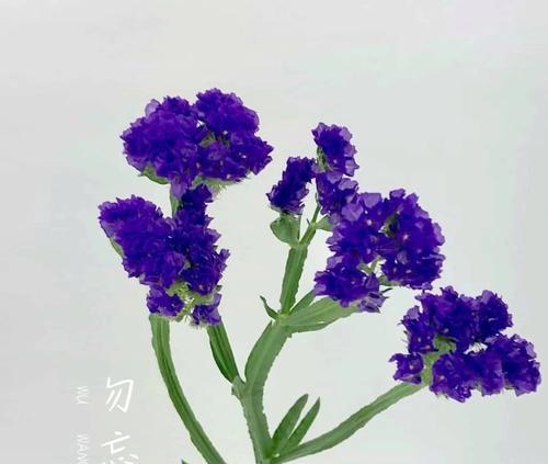 勿忘我的花语代表什么？