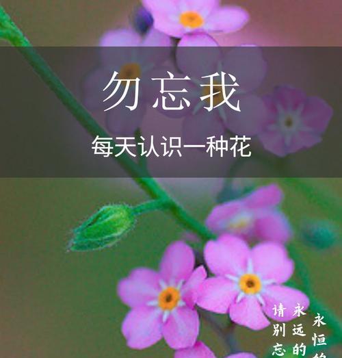 勿忘我的花语代表什么？