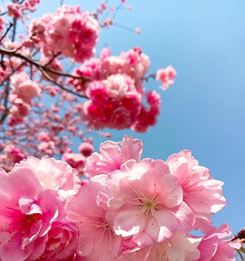 有哪些花的花语与樱花相似？