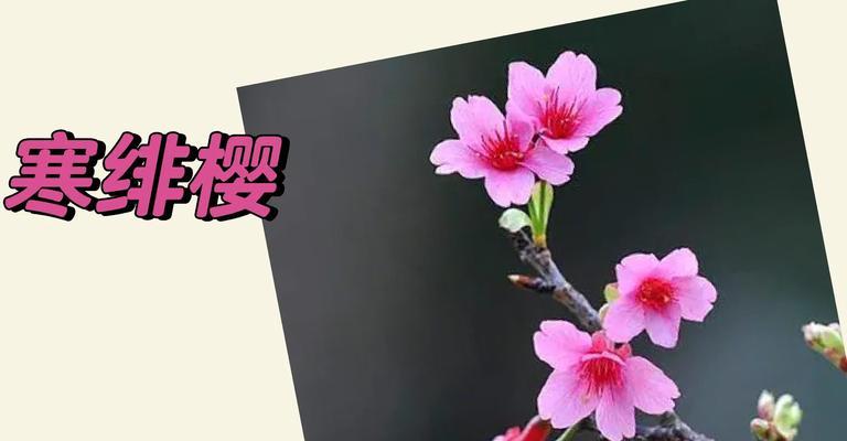 有哪些花的花语与樱花相似？