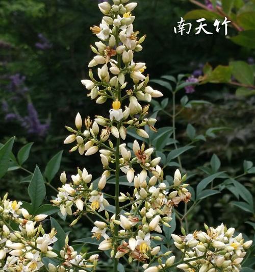 南天竹在日本的花语是什么？南天竹象征着什么？