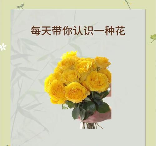 玫瑰花的花语是什么？它的花期通常在什么时候？