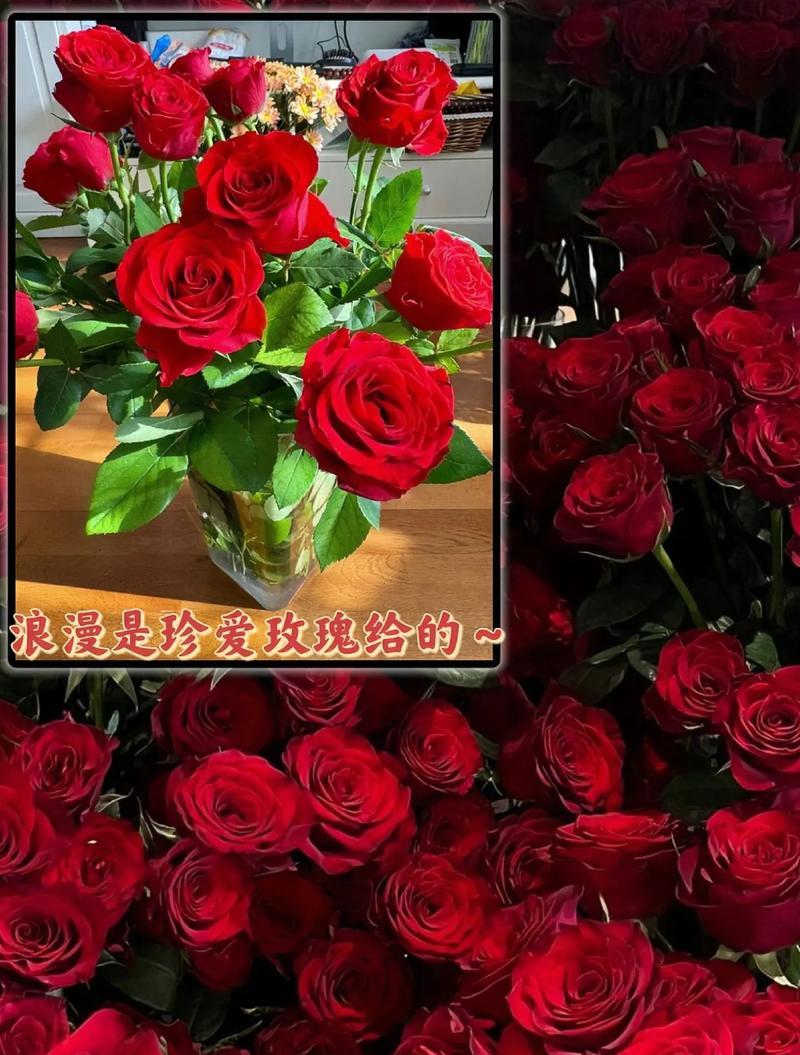 玫瑰花的花语是什么？它的花期通常在什么时候？