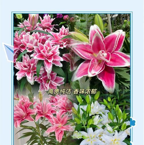 泰国粉色百合的花语是什么？它在泰国文化中代表什么？