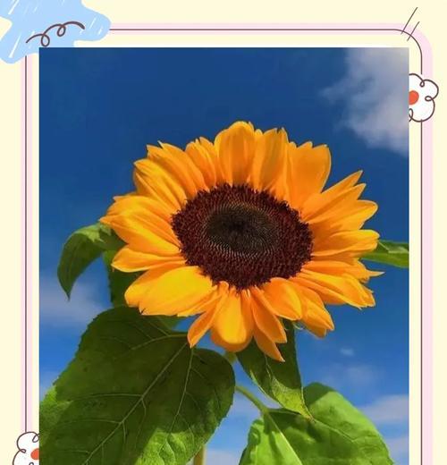 向日葵有哪些特点？它的花语是什么？