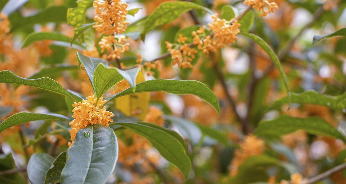 月桂花的花语是什么？它有哪些美丽的传说？