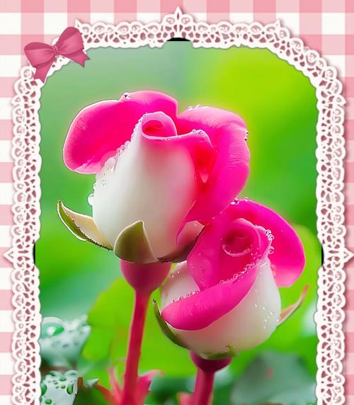 什么花代表短暂的爱？短暂爱的花语是什么？