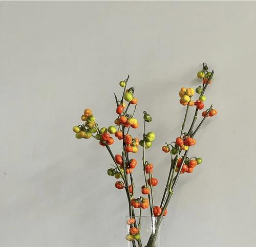 千代兰的花语有何寓意？