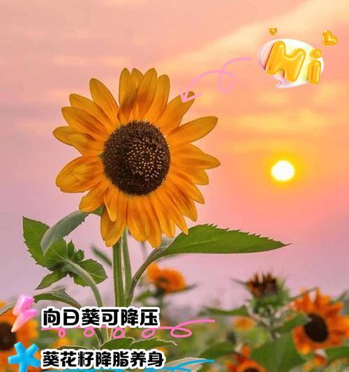 向日葵的花语如何表达？