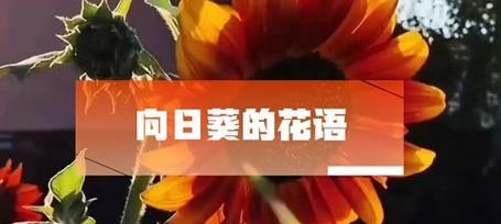 向日葵的花语如何表达？