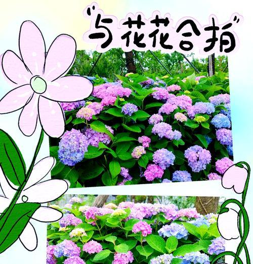 花草加花语是什么意思？如何正确理解？