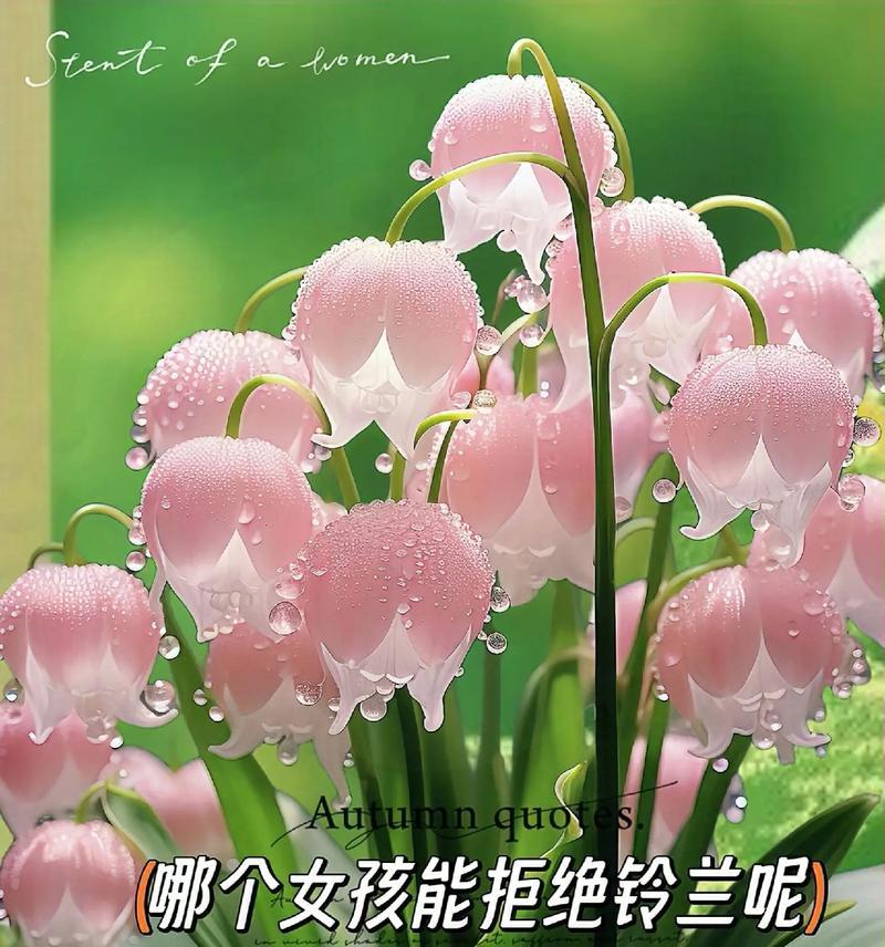 花草加花语是什么意思？如何正确理解？