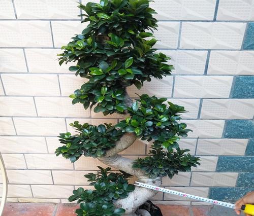 叶榕树花语有何寓意？如何养护叶榕树？