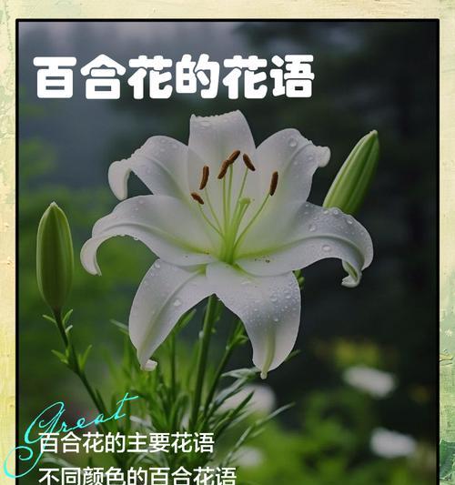 多彩的花语有哪些？如何搭配不同场合？
