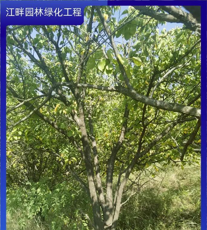 山杏树花语象征着什么？如何欣赏山杏花？