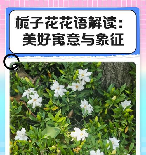 花语类象征有哪些？如何解读花语的深层含义？