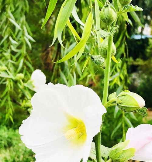 鸽子的花语是什么？如何用花语表达和平？