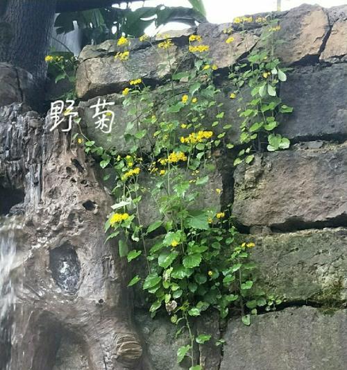 花语树房子是什么？如何用花语装饰家居？