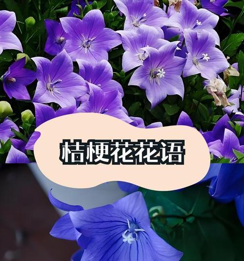 珍爱的花语有哪些？如何用花语表达珍惜？