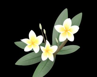 花语蛋黄花代表什么？如何用蛋黄花传递情感？
