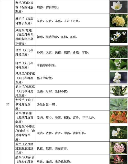 花语的话语如何表达？有哪些花语是常用的？