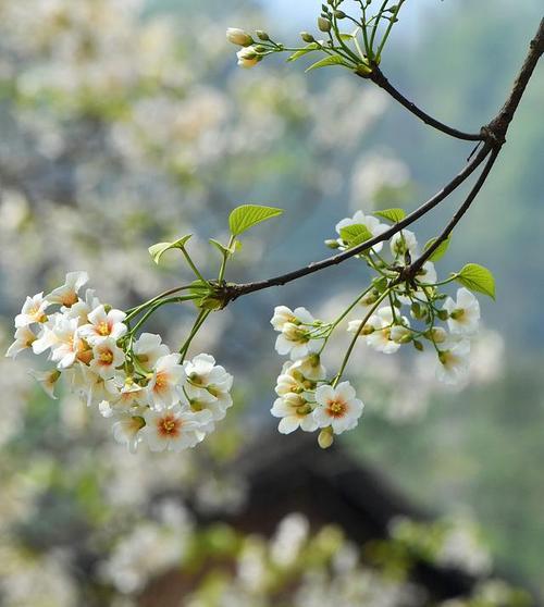 桐花语不息是什么意思？如何用桐花表达情感？