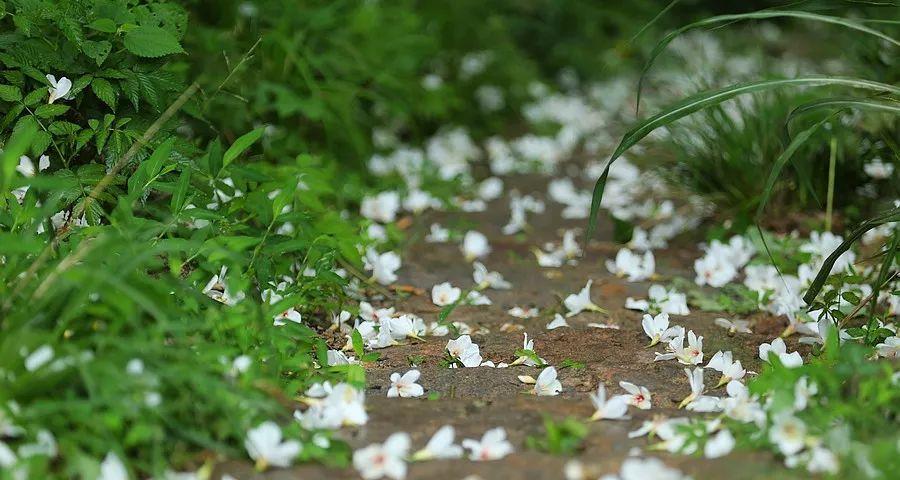 桐花语不息是什么意思？如何用桐花表达情感？