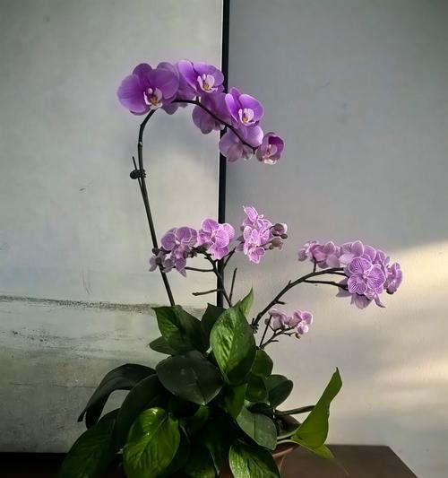 日本兰花语有何特别之处？如何用兰花表达敬意？
