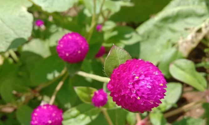 花球代表什么？花球的花语有哪些含义？