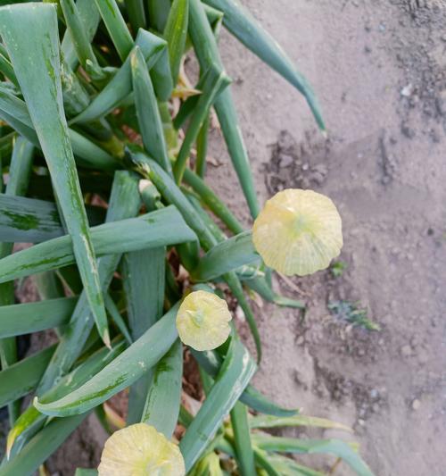 花球代表什么？花球的花语有哪些含义？