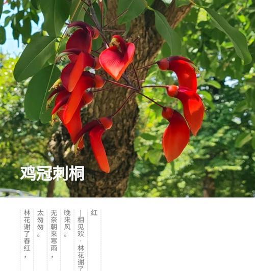刺桐花语有何深意？如何正确解读刺桐的花语？