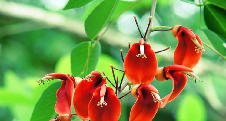 刺桐花语有何深意？如何正确解读刺桐的花语？