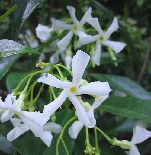络石花语有何特别之处？络石象征着什么？