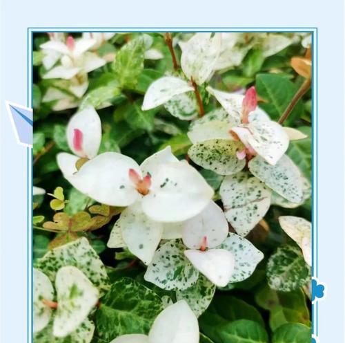 络石花语有何特别之处？络石象征着什么？