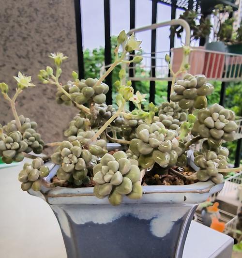 秋丽花语是什么意思？秋丽如何表达爱意？