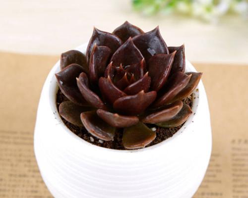 黄丽花语是什么？黄丽在花语中象征着什么？