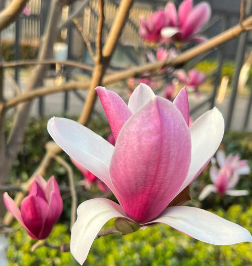 紫玉兰的花语是什么？紫玉兰象征着什么？