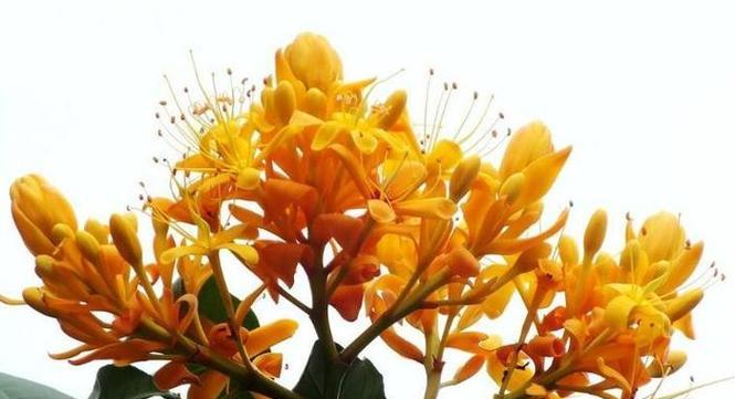 宝塔花语有何特别之处？宝塔在花语中代表什么？