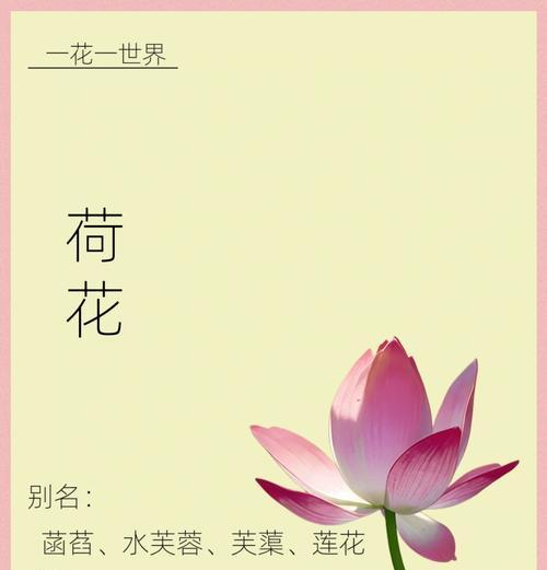 粉荷花的花语是什么？粉荷花象征着怎样的情感？