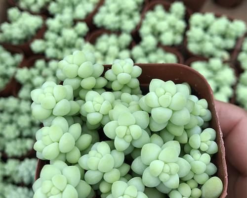 玉缀花语有何深意？玉缀在花语中扮演什么角色？